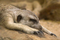 Sleeping Meerkat - 2